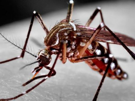 Aedes aegypti, mosquito causador da dengue e de outras arboviroses, como zika e chikungunya   (Foto: James Gathany/CDC-HHS)