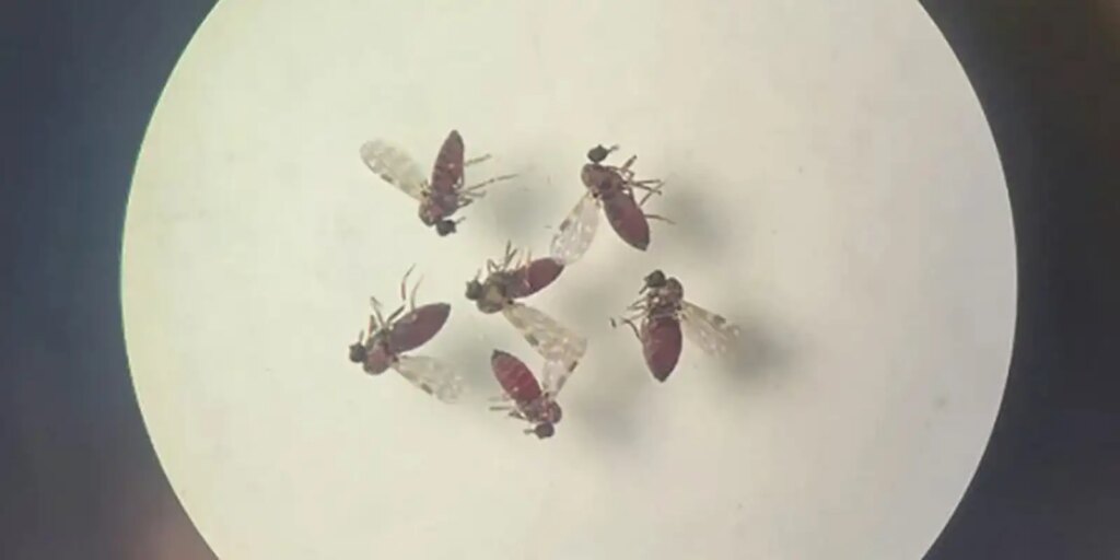 subnotificados,-casos-de-oropouche-atingem-2%-da-populacao-brasileira