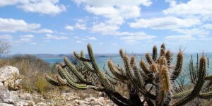 rio-grande-do-norte-cria-nova-unidade-de-conservacao-da-caatinga